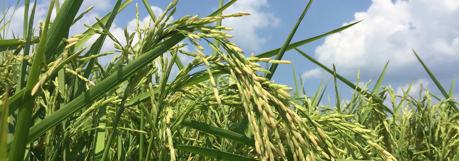 field of full grown rice plants
